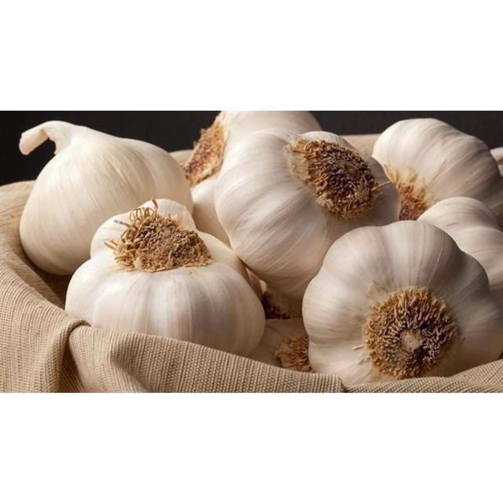 YöRESEL TAŞKöRÜ SARIMSAĞI