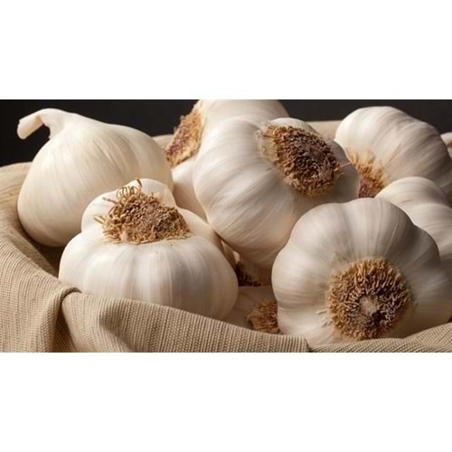 YöRESEL TAŞKöRÜ SARIMSAĞI